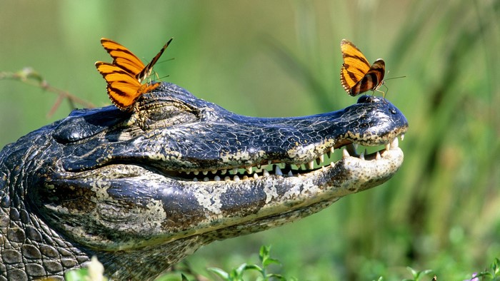 Two butterflies on an alligator's head
