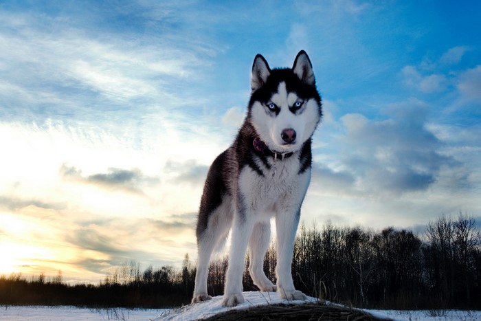 Husky dog standing on a snowy hill