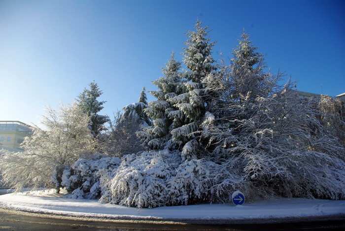 Snow-covered trees and buildings under a clear blue sky