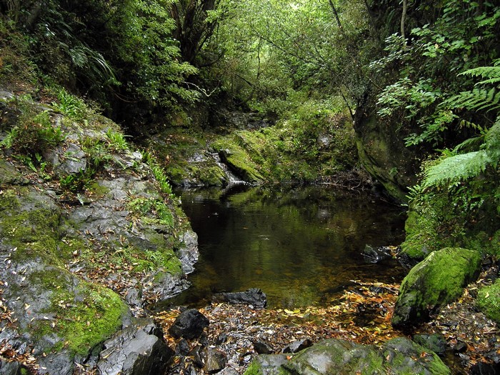 Forest stream with mossy rocks and fallen leaves