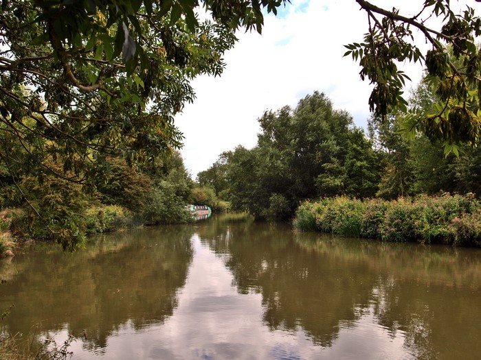 River surrounded by trees and foliage