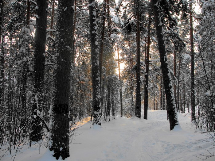 Snowy forest path with sunbeams