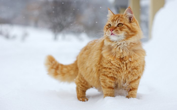 Orange fluffy cat in the snow