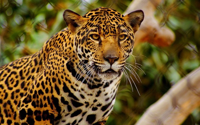 Jaguar with spotted fur in a natural setting