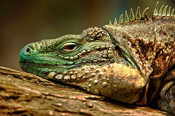 Close-up of a green iguana on a branch