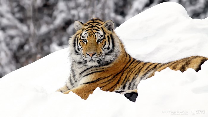 Amur Tiger in Winter Snow