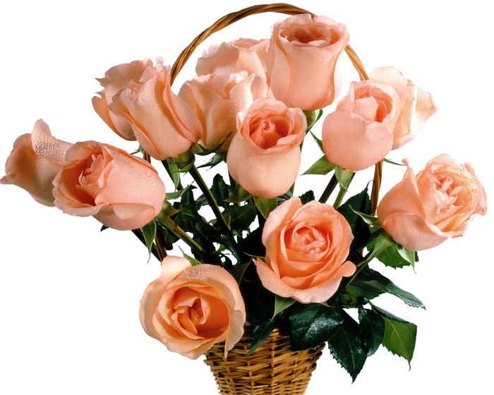 Basket of Peach Roses with Water Droplets