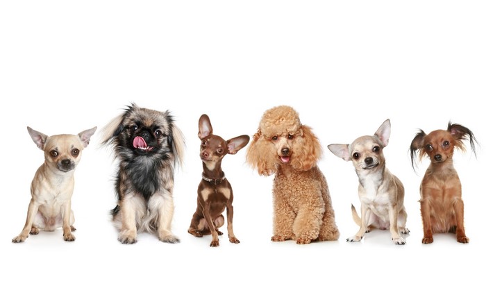 Group of small dogs including Chihuahuas and a Poodle