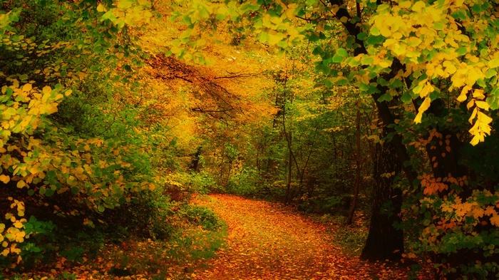 Autumn forest path covered in fallen leaves