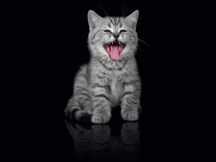 A kitten yawning with its mouth wide open