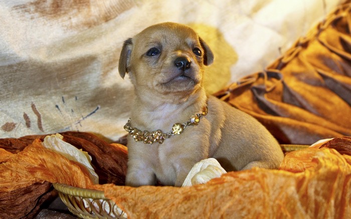 Chihuahua puppy wearing a jeweled collar