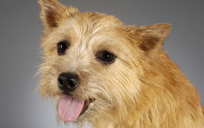 Norwich Terrier Dog Portrait