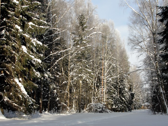 Snowy forest path with evergreen and deciduous trees