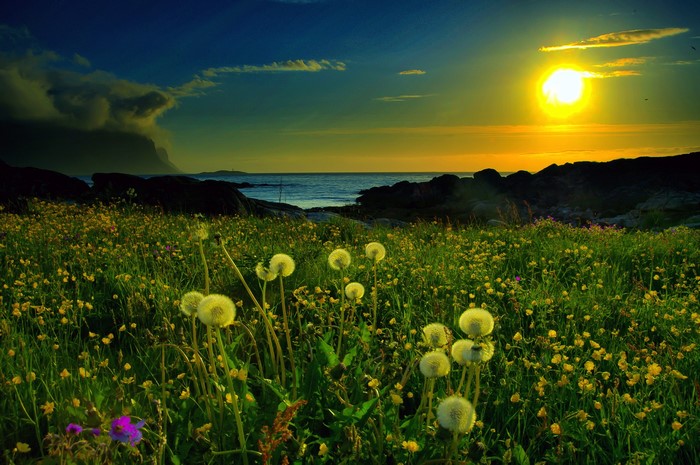 Meadow with dandelions by the sea at sunset