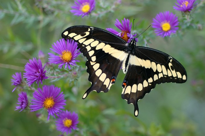 Black and yellow butterfly on purple flowers
