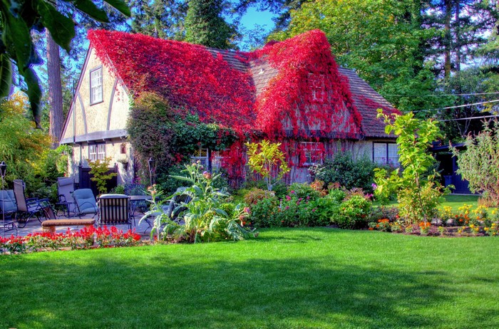 House covered in red ivy with a manicured lawn