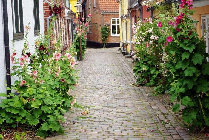 Cobblestone alley with hollyhocks in Denmark