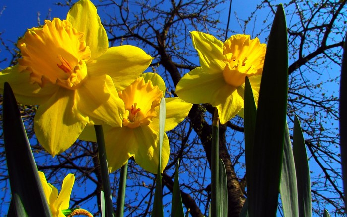 Yellow Daffodils Blooming Against a Blue Sky