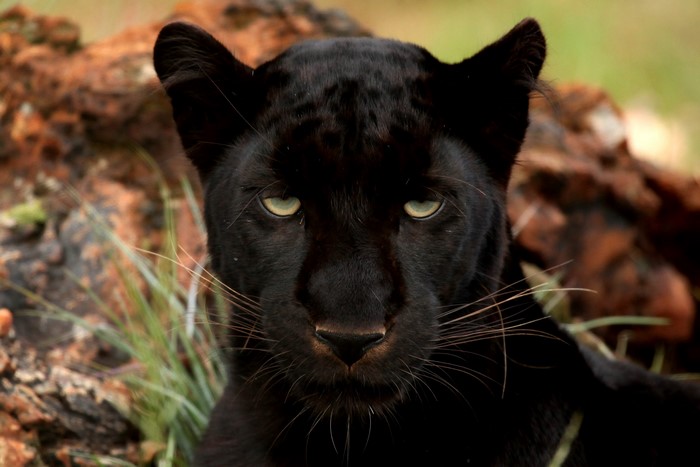 Close-up of a black panther's face