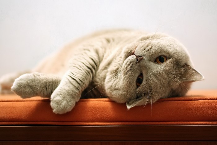 A light gray cat lying on an orange cushion