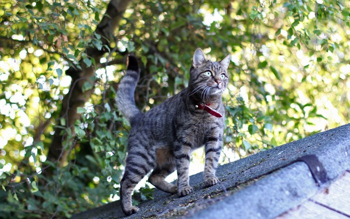 Tabby cat with red collar on a roof