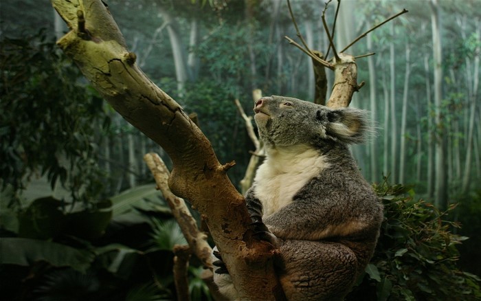 Koala sitting on a tree branch in a forest