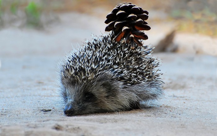 Hedgehog with a pine cone on its back