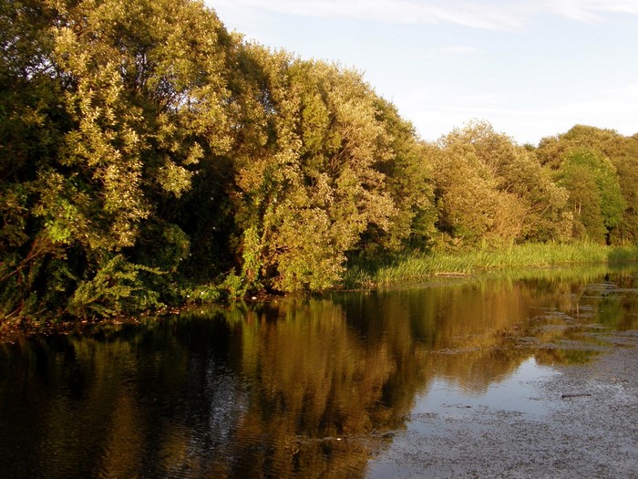 Trees reflecting in a river