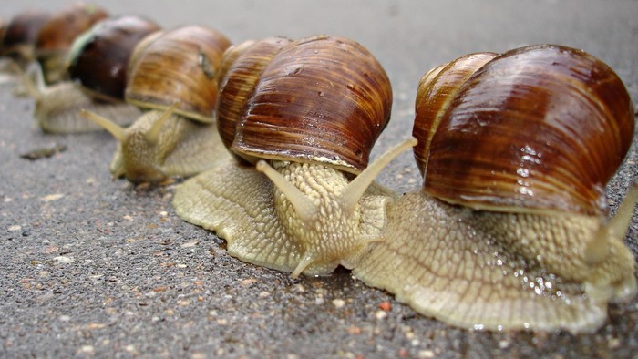 A line of snails on a wet surface