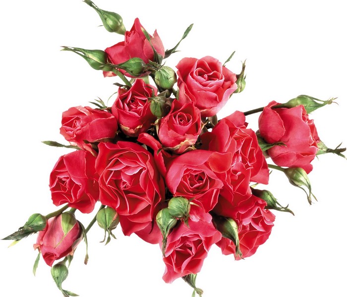 Bouquet of red roses and buds