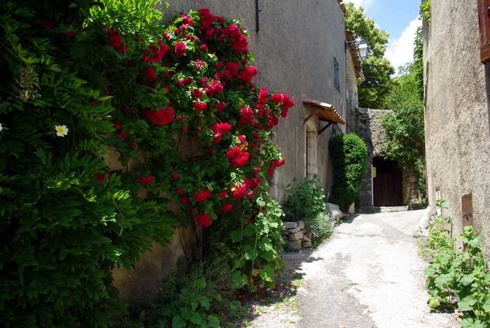 Alleyway with blooming roses in a French village