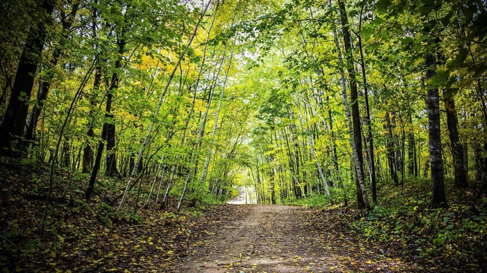 Dirt path through a sunlit forest in autumn