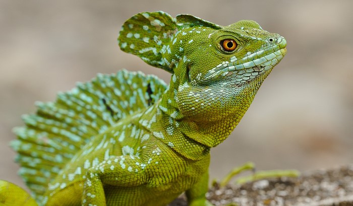 Green basilisk lizard with crest and spots