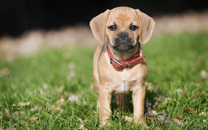 A puggle puppy wearing a red collar on grass