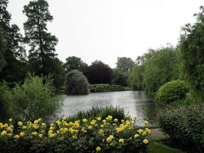 Park with a pond and yellow roses