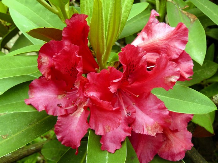 Red Rhododendron flowers and green leaves