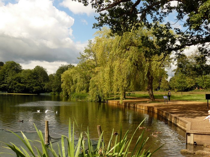 Park with a lake and trees