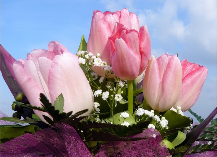 Pink tulips with baby's breath and purple accents