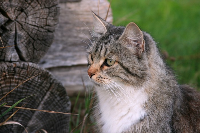 4K Cat Sitting Near Wooden Logs