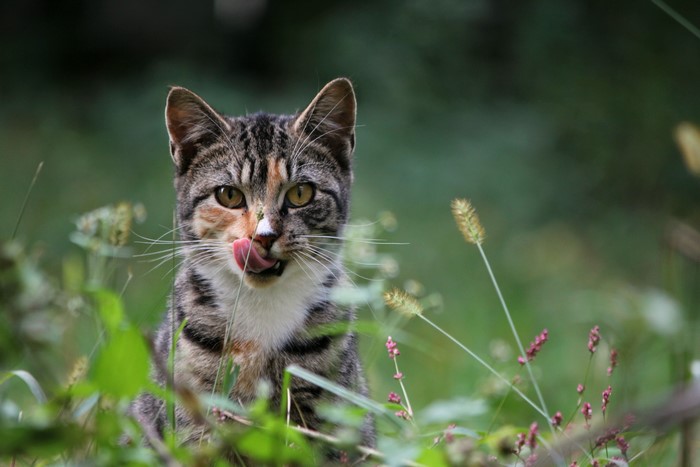 Tabby cat with tongue out in grass