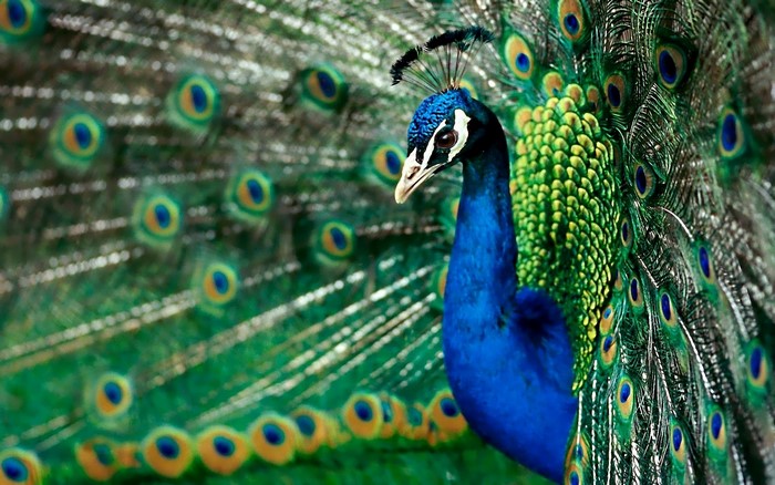 Peacock with fanned tail feathers