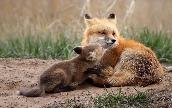 Mother and baby fox in a field