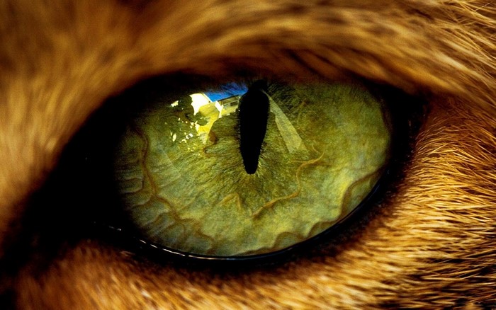 Close-up of a cat's green eye