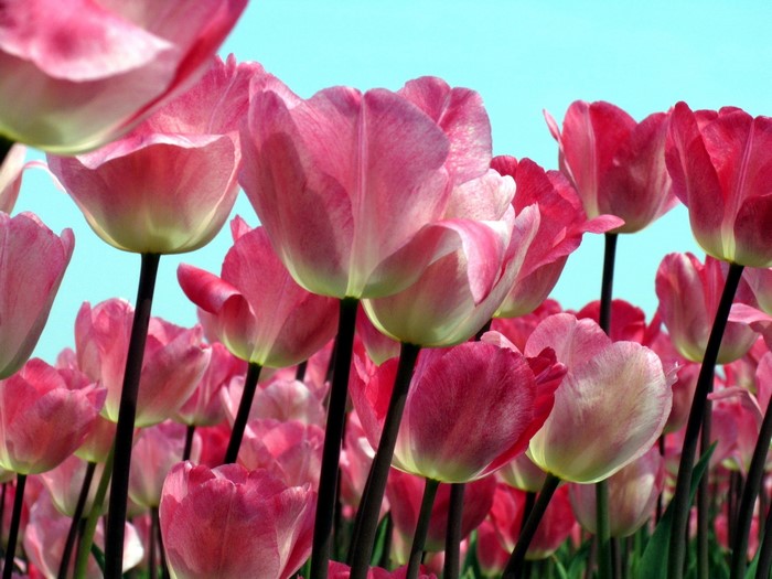 Pink tulips against a bright blue sky