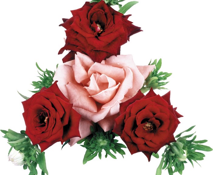 Roses