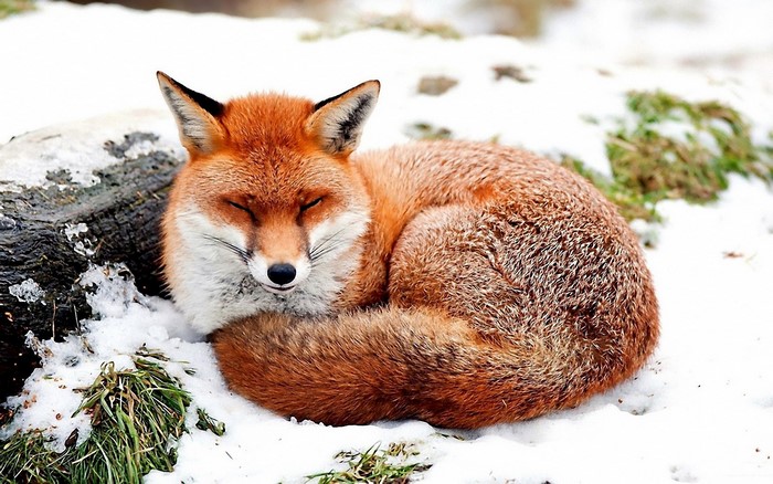 red fox in snow wallpaper clipart