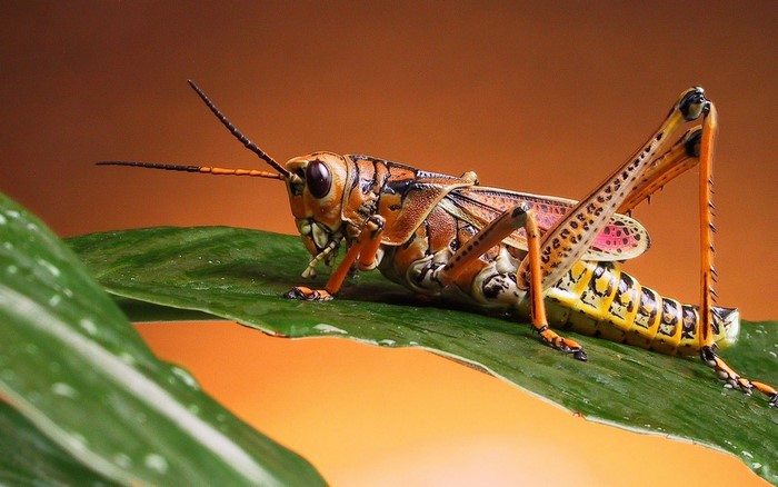 A colorful grasshopper rests on a green leaf