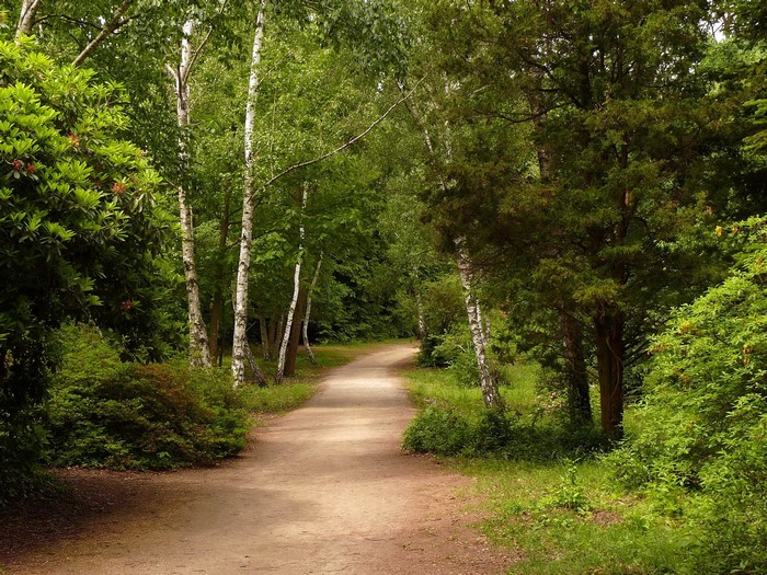 A dirt path winds through a green forest with birch trees