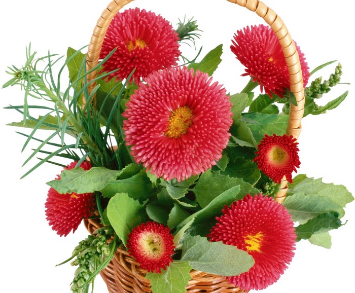 Basket of red chrysanthemums