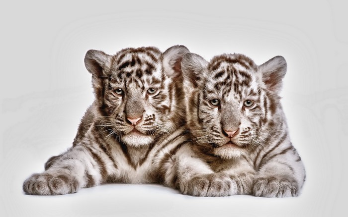 Two white tiger cubs lying down